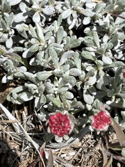 Eriogonum douglasii