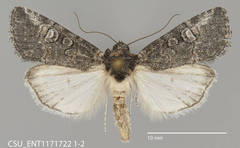 Sympistis subsimplex