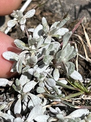 Eriogonum douglasii