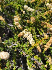 Adenostoma fasciculatum prostratum