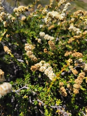 Adenostoma fasciculatum prostratum
