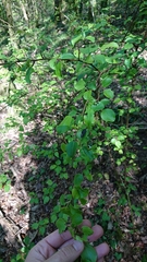 Pyrus cordata