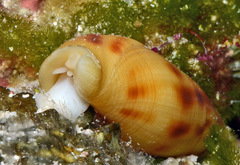 Nebularia ustulata