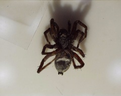 Pardosa