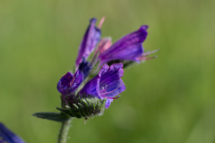 Echium tuberculatum