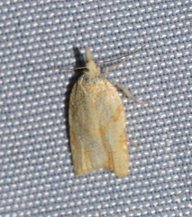 Sparganothis senecionana