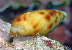 Nebularia ustulata