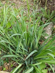 Carex laxiculmis