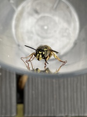 Vespula