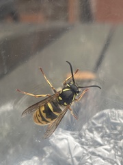 Vespula