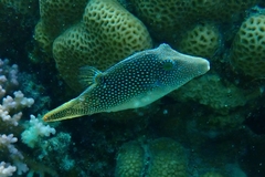Canthigaster margaritata