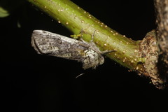 Coelodasys errucata