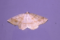Endropiodes indictinaria