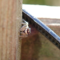 Macaroeris nidicolens