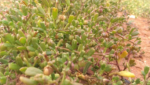 Violet Twinleaf (Roepera iodocarpa)