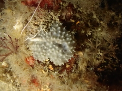 Dysidea fragilis