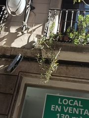 Kalanchoe × houghtonii