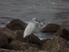Egretta caerulea