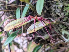 Bulbophyllum gracillimum