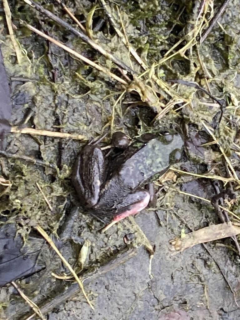 Green Frog from Sweet Rd, Manlius, NY, US on April 26, 2022 at 09:26 AM ...