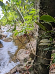 Bulbophyllum gracillimum
