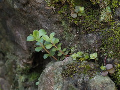 Epilobium rotundifolium