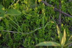 Galium brevipes