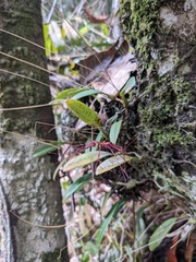 Bulbophyllum gracillimum