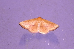 Striglina cancellata
