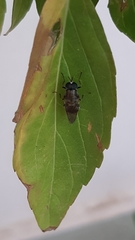 Adoxomyia
