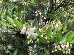 Vaccinium wrightii