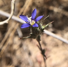 Eriastrum virgatum