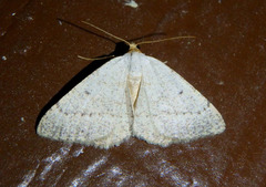 Taeniogramma mendicata