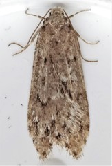 Semioscopis megamicrella