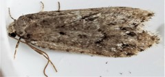 Semioscopis megamicrella