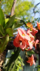 Trigona fulviventris