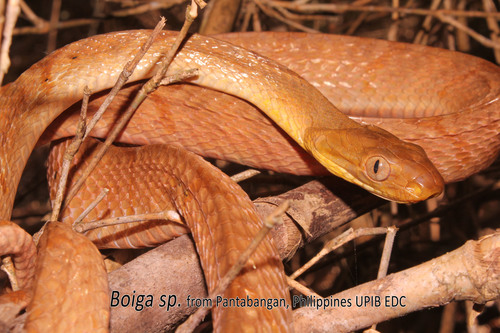 Photo of a Philippine Cat Snake (Boiga philippina)