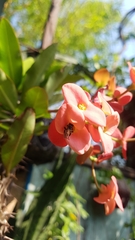 Trigona fulviventris