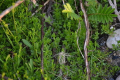 Galium brevipes