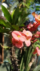 Trigona fulviventris