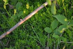 Galium brevipes