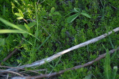 Galium brevipes