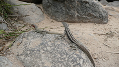 Microlophus barringtonensis