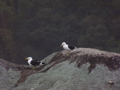 Larus dominicanus