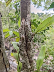 Lecanopteris sinuosa