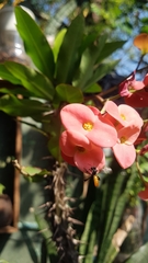 Trigona fulviventris