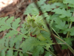 Pedicularis dudleyi
