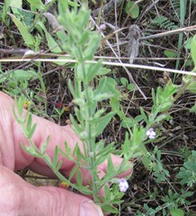 Hedeoma reverchonii