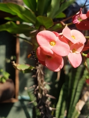 Trigona fulviventris