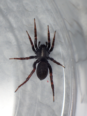 Allocosa